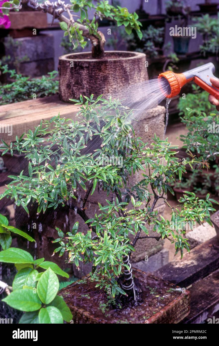 Asia bonsai hires stock photography and images Alamy