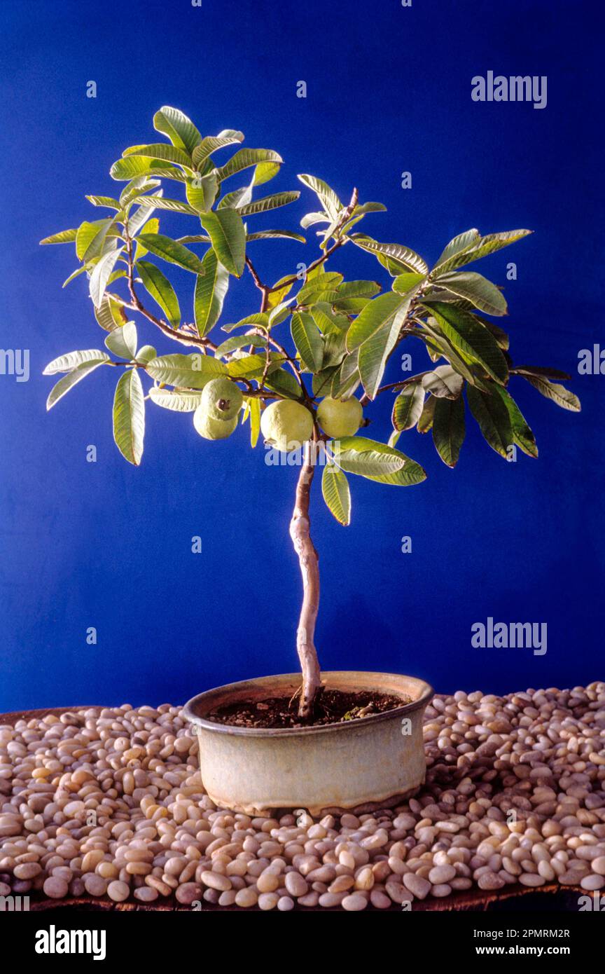 Bonsai common guava (psidium guajava) with fruit India, Asia Stock