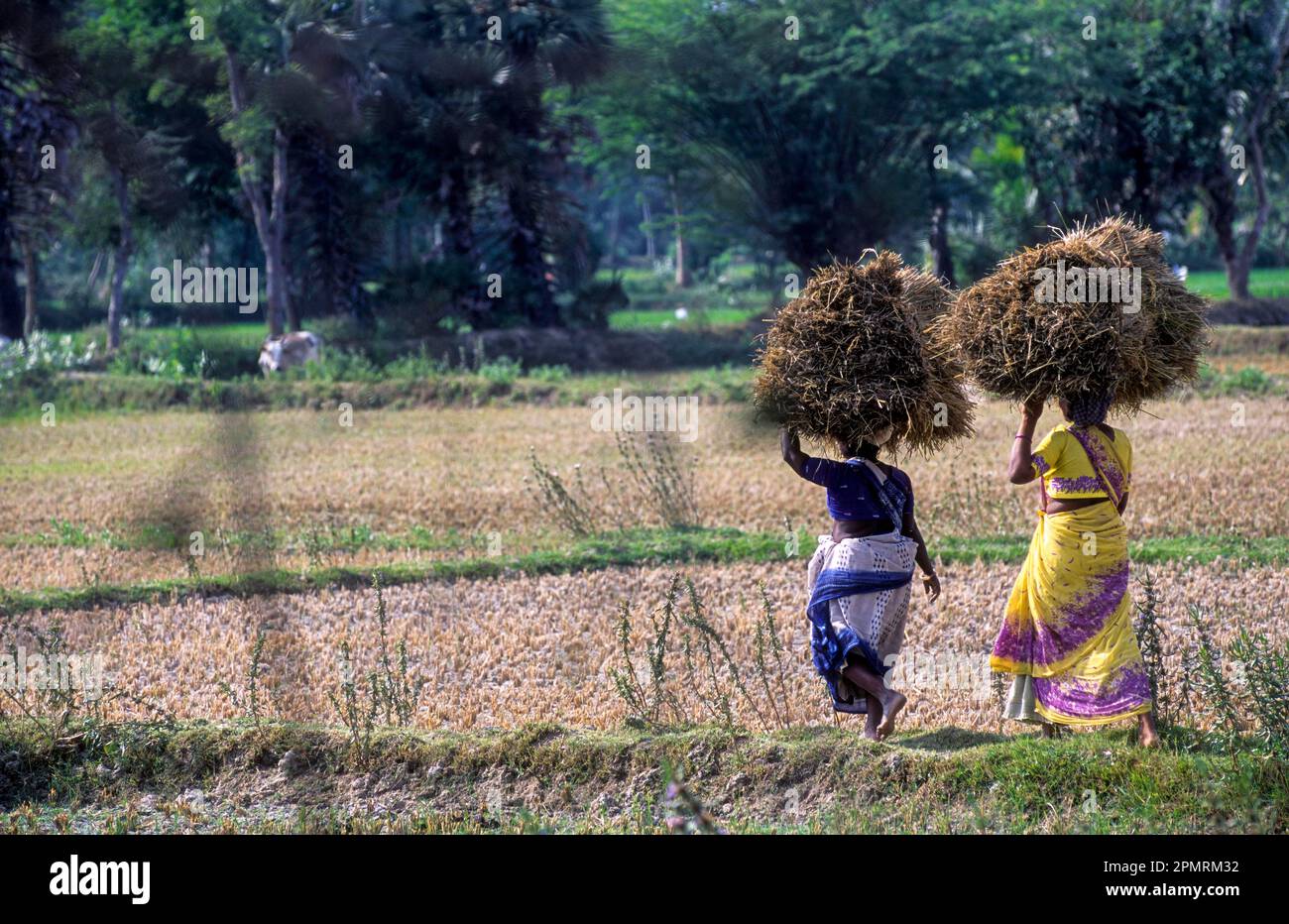 Two women carrying rice sheaves on head, Tamil Nadu, South India, India