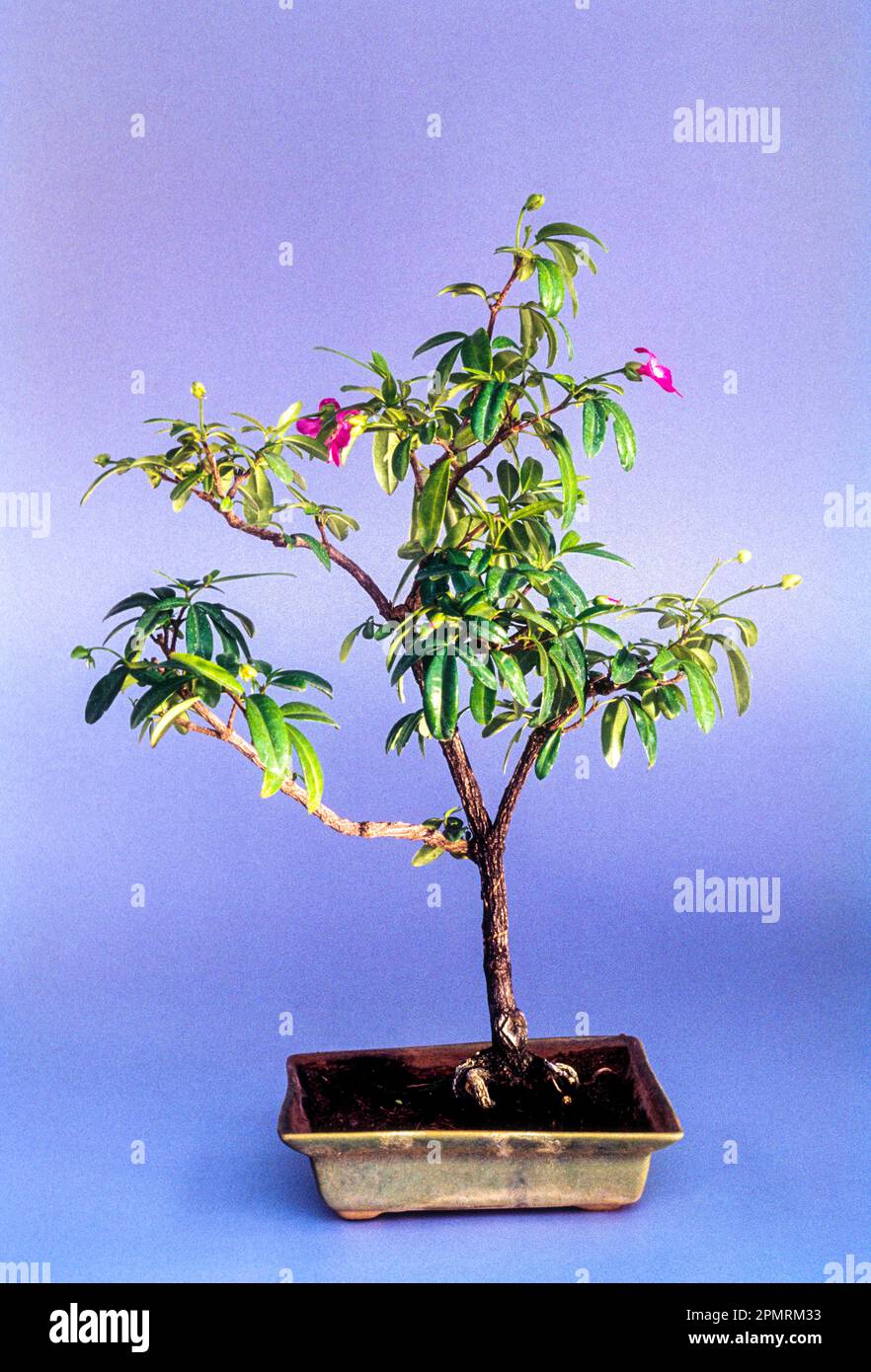 (Ravenia spectabilis) (Lemonia) flowering bonsai India, Asia Stock Photo