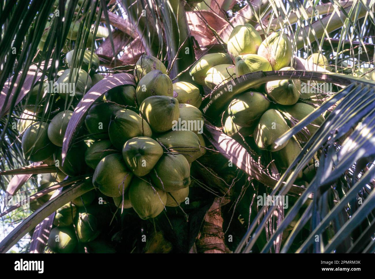 Qualitative Hybrid Kerala Coconut Tree Tall X Dwarf (T x D) South India ...