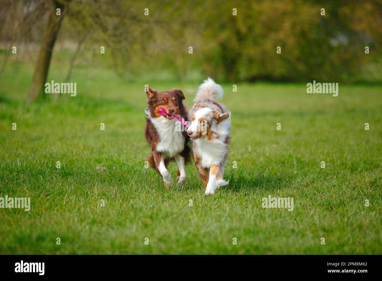 Australian Shepherds, redtri and redmerle Stock Photo Alamy