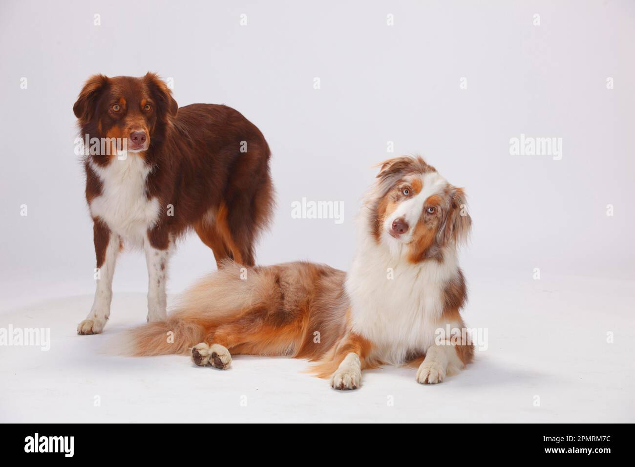 Australian Shepherds, redtri and redmerle Stock Photo Alamy