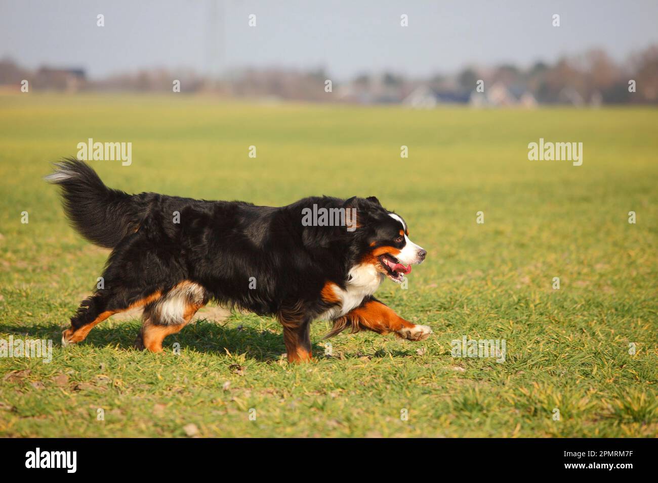 Bernese Mountain Dog, male Stock Photo Alamy