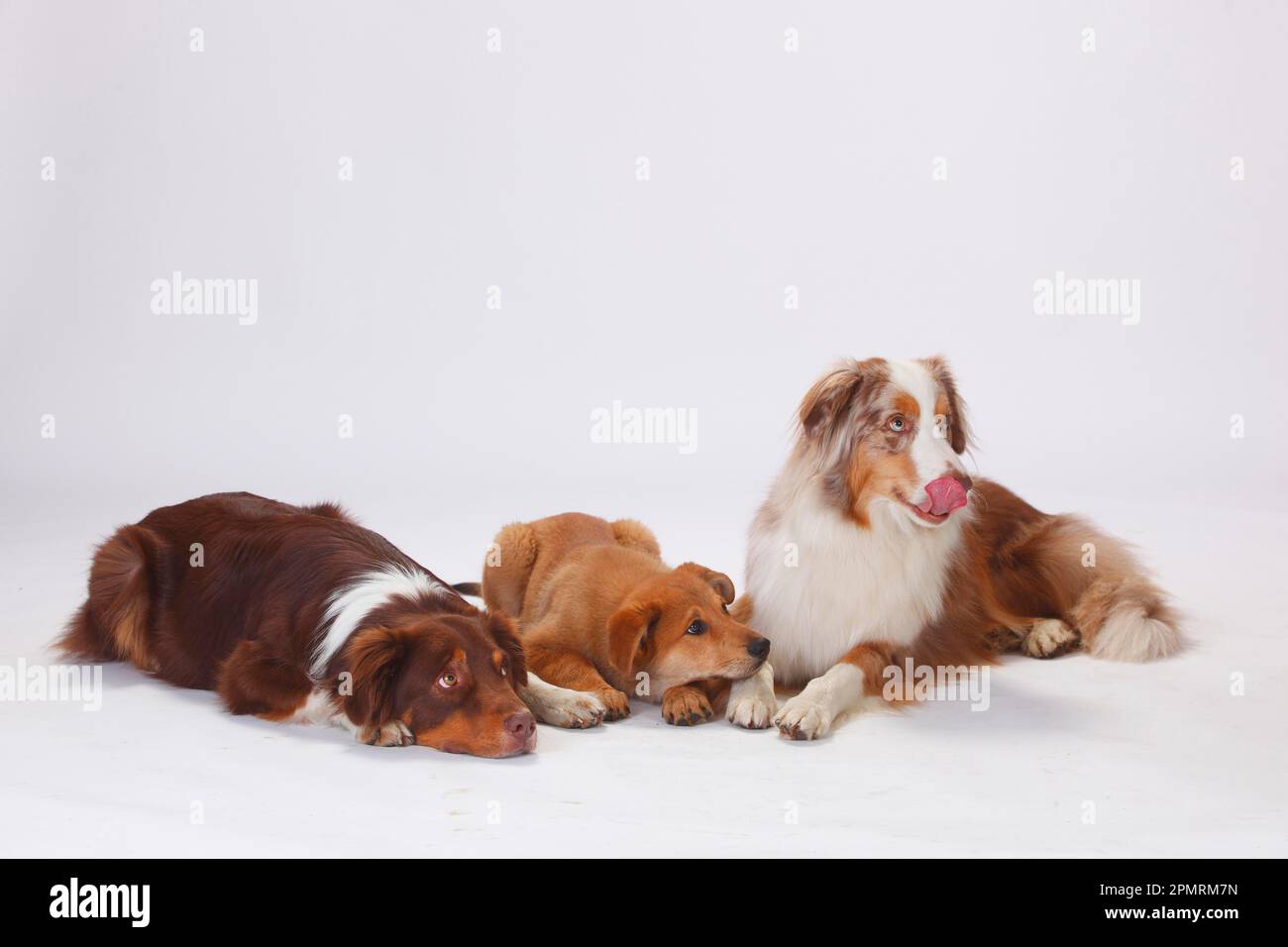 Australian Shepherds, males, redtri and redmerle, and Harzer fox