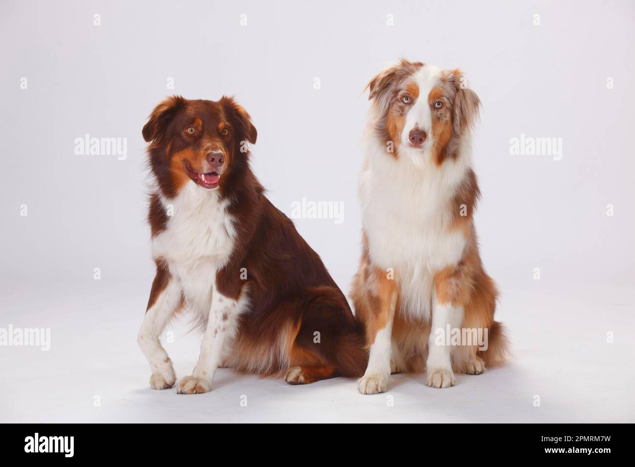 Australian Shepherds, redtri and redmerle Stock Photo Alamy
