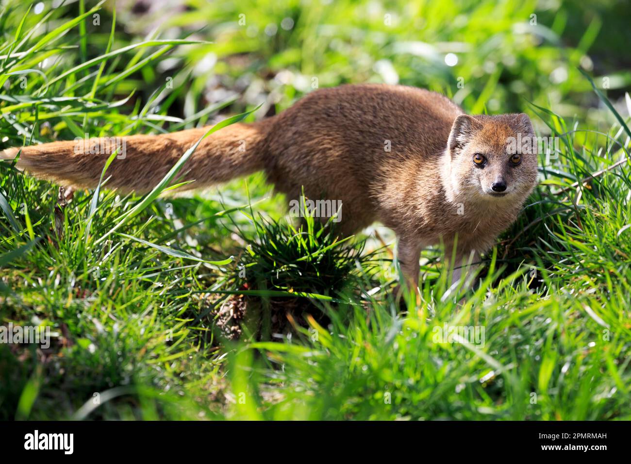 Red meerkat (Cynictis penicillata), yellow mangooses, captive Stock Photo