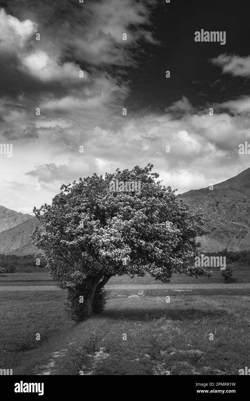 A beautiful photo of a blooming tree in a field with clouds and blue