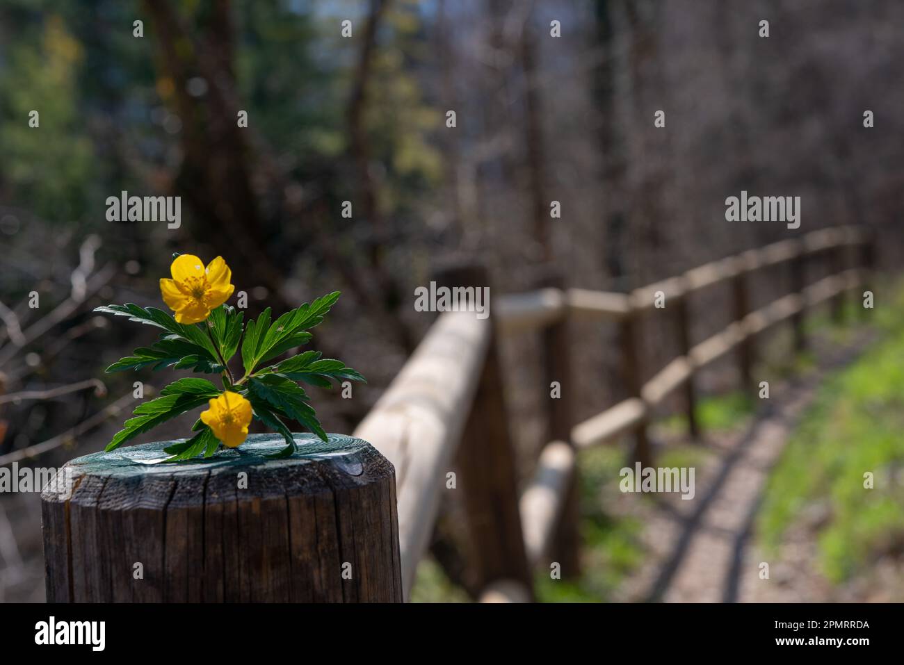 Yellow anemone resting on a fence Stock Photo