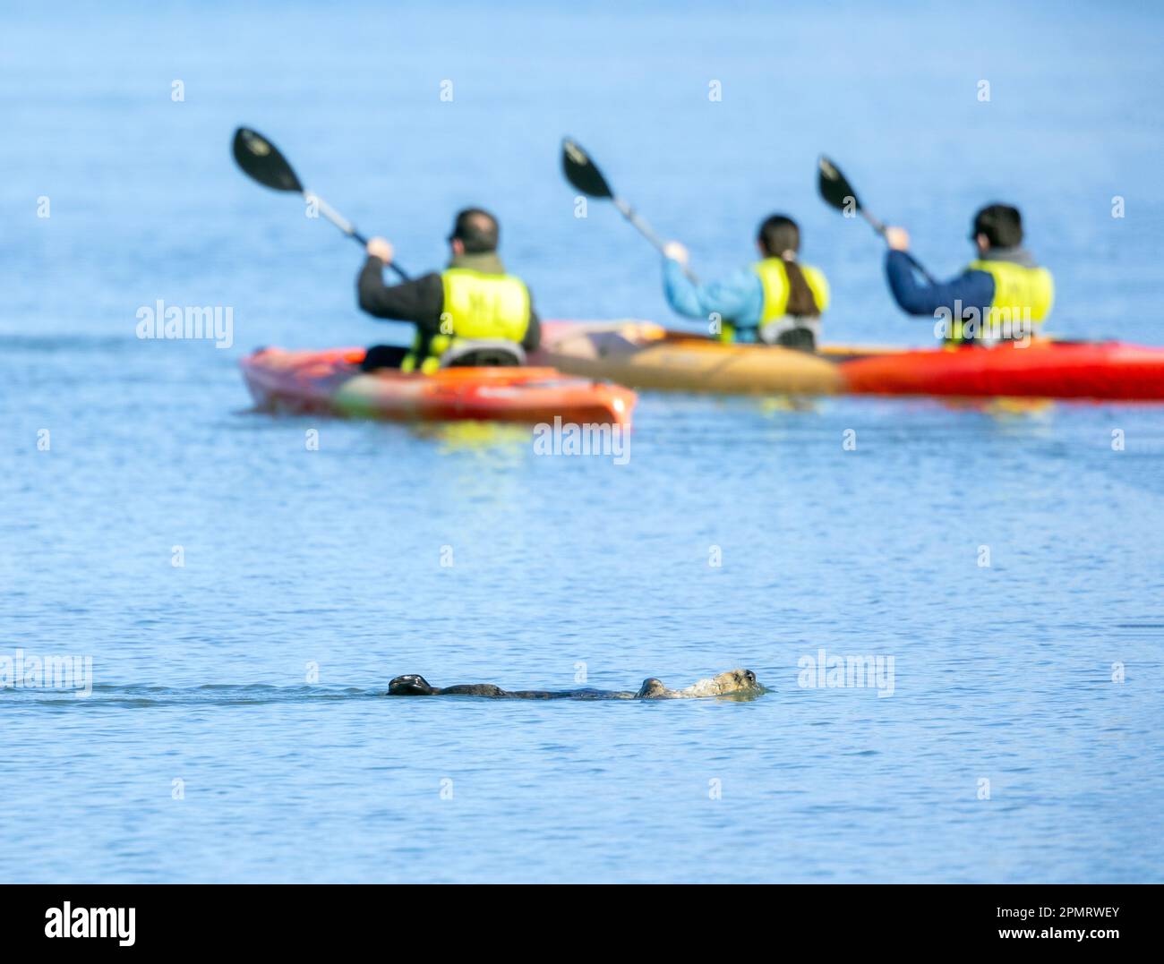 Three Kayaks Passing a Sea Otter resting on back Stock Photo Alamy