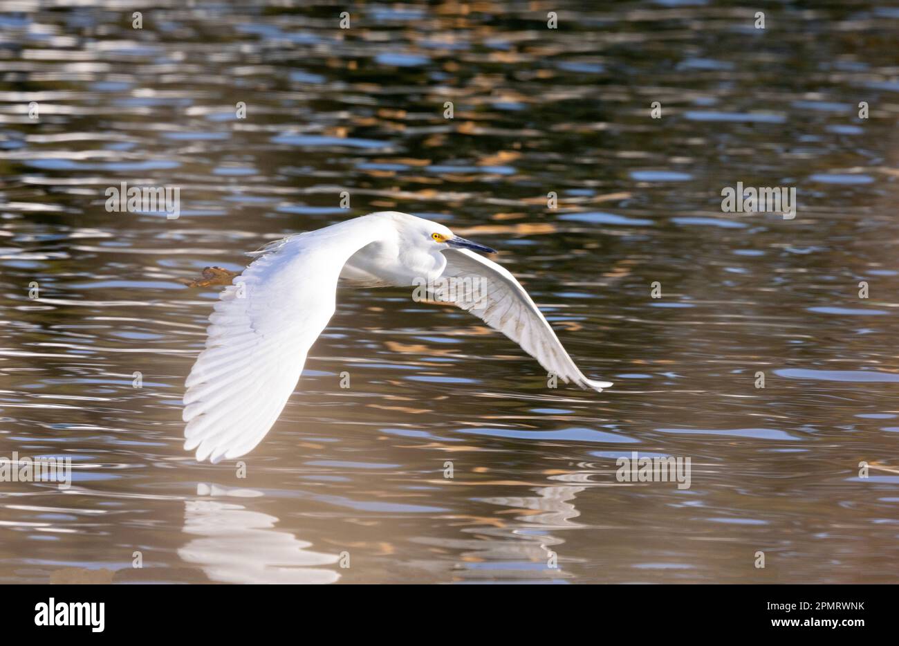 Snowy Egret Flying Low over Water Stock Photo