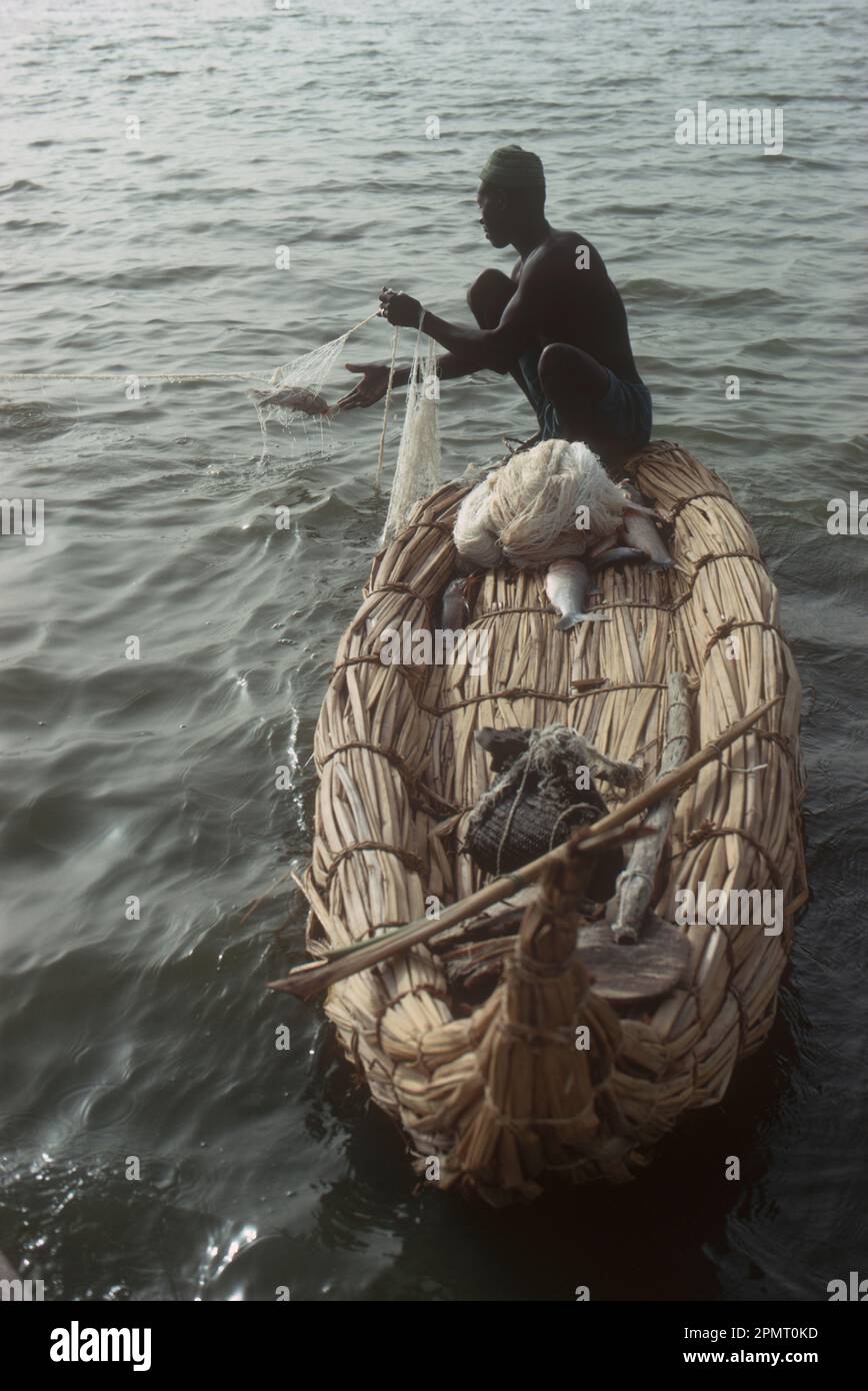 Africa, Chad, Islands of Lake Chad. Kanembu fisherman in papyrus reed canoe removing fish from nylon net (introduced in the 1950s) Stock Photo