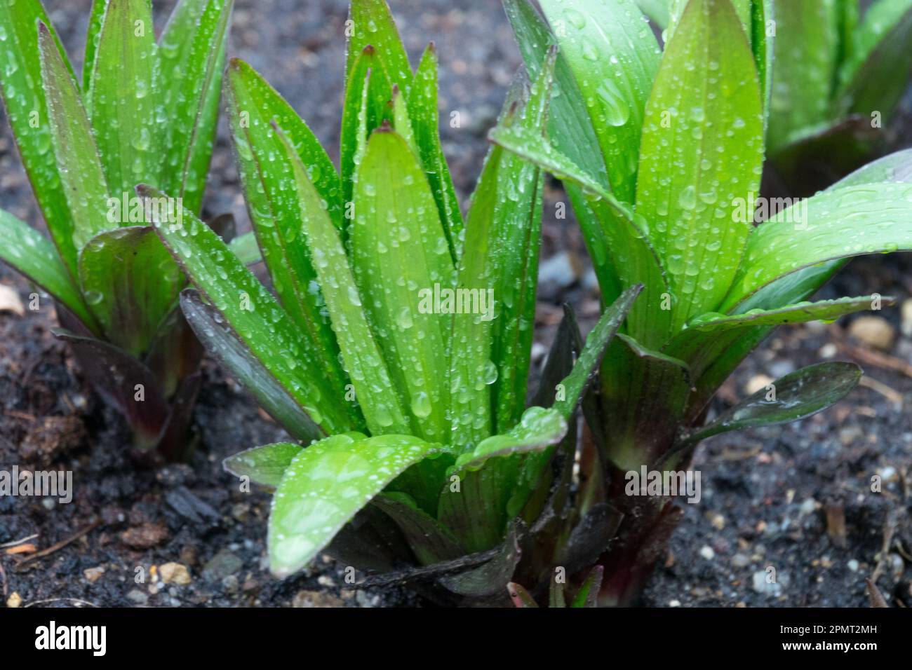 Lily, Shoots, Lilium Plants, Spring, Sprouting, Ground, Emerging, Plant water droplets leaves Stock Photo