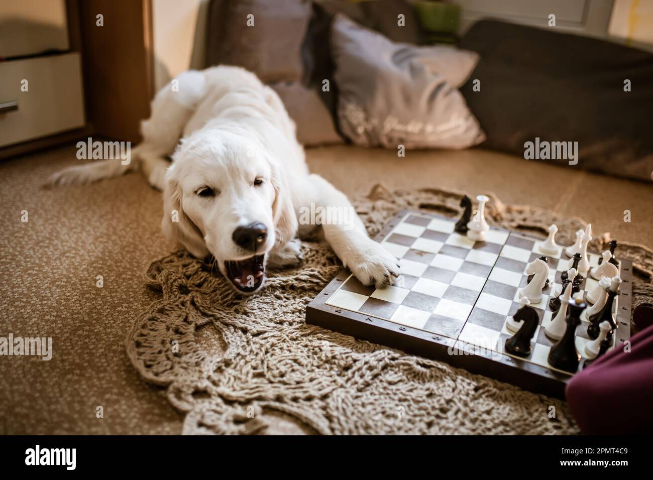 Play Chess Online With Your Pets 