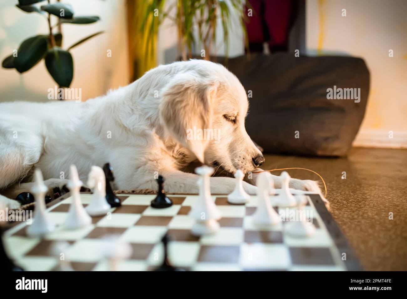 Play Chess Online With Your Pets 