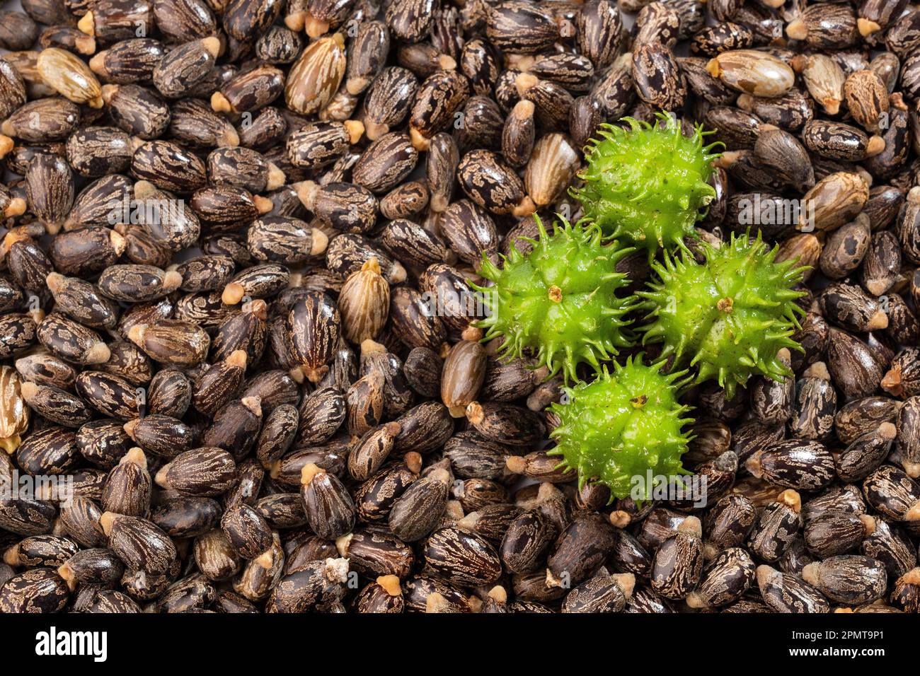 Organic castor seeds and fruits Ricinus communis Stock Photo Alamy