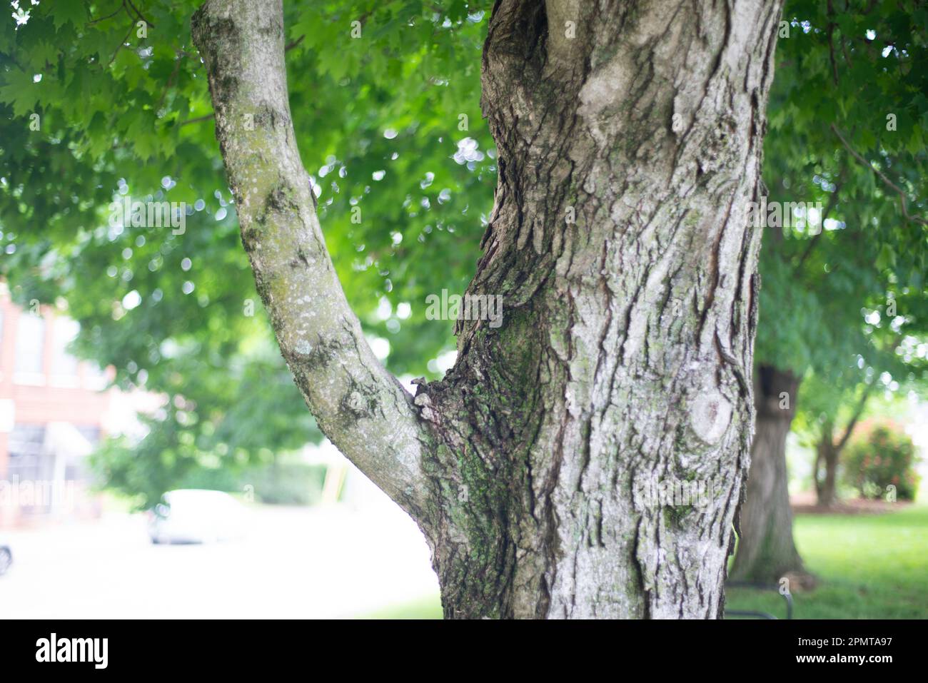 Johnson City, Tennessee, United States      2022-05-27       Butternut or white walnut tree. Stock Photo