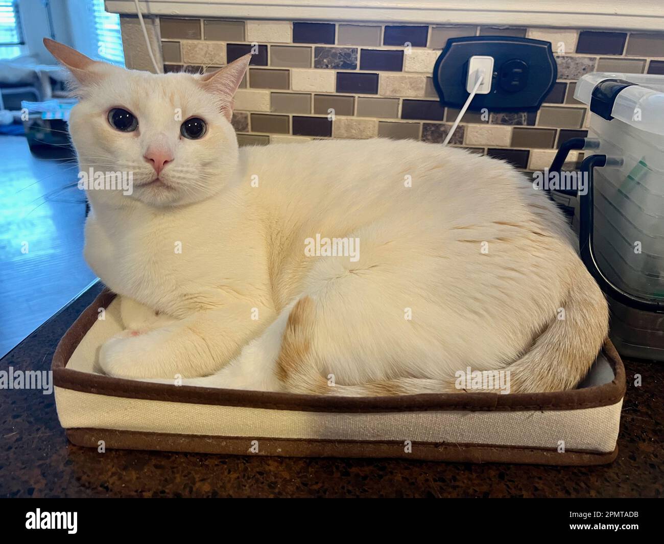 Mitzie the flamepoint Siamese Stock Photo