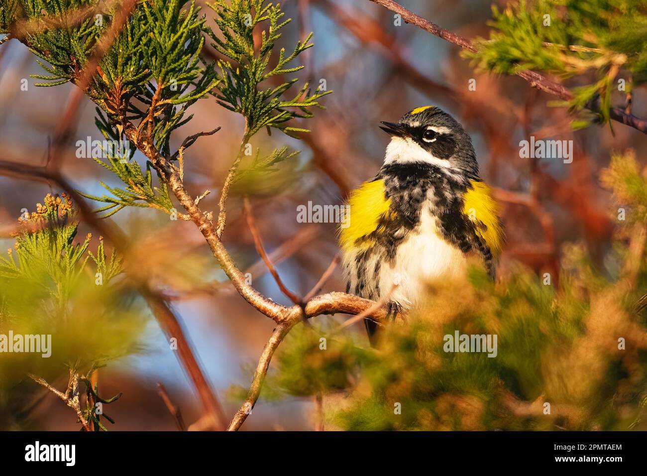 Male yellow-rumped warbler at first light during spring migration Stock Photo