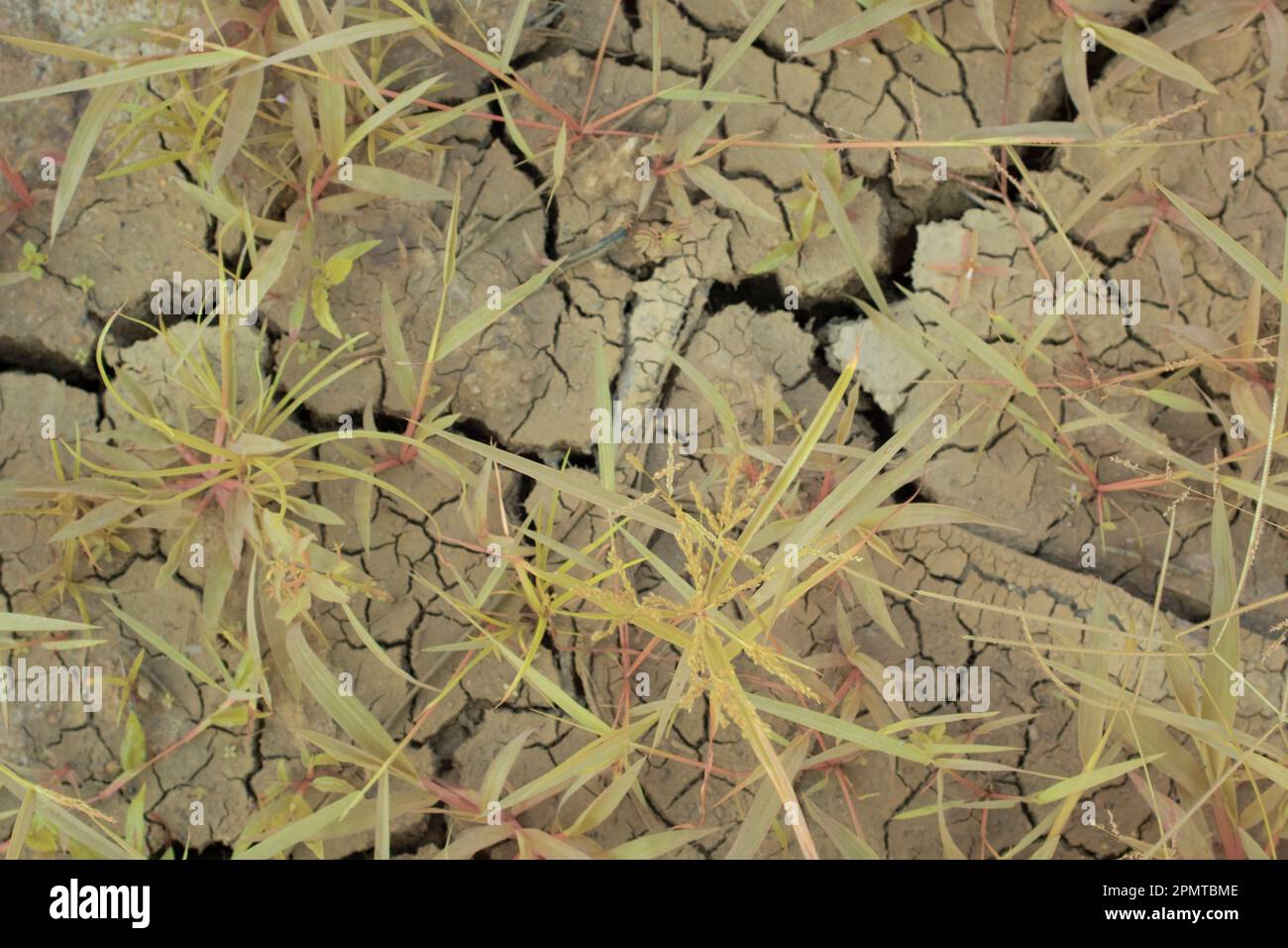 Infrared image of the earth surface soil crack due to the drought Stock ...