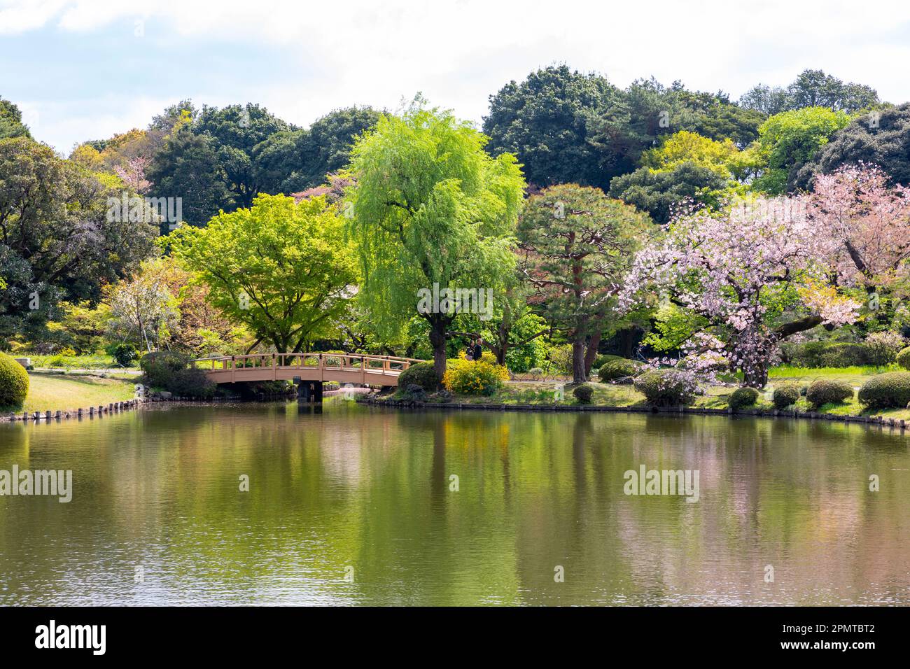 Japan sakura cherry blossom April 2023, Shinjuku Gyoen Park in Tokyo ...