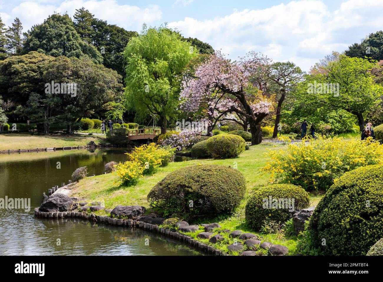 Japan sakura cherry blossom April 2023, Shinjuku Gyoen Park in Tokyo ...