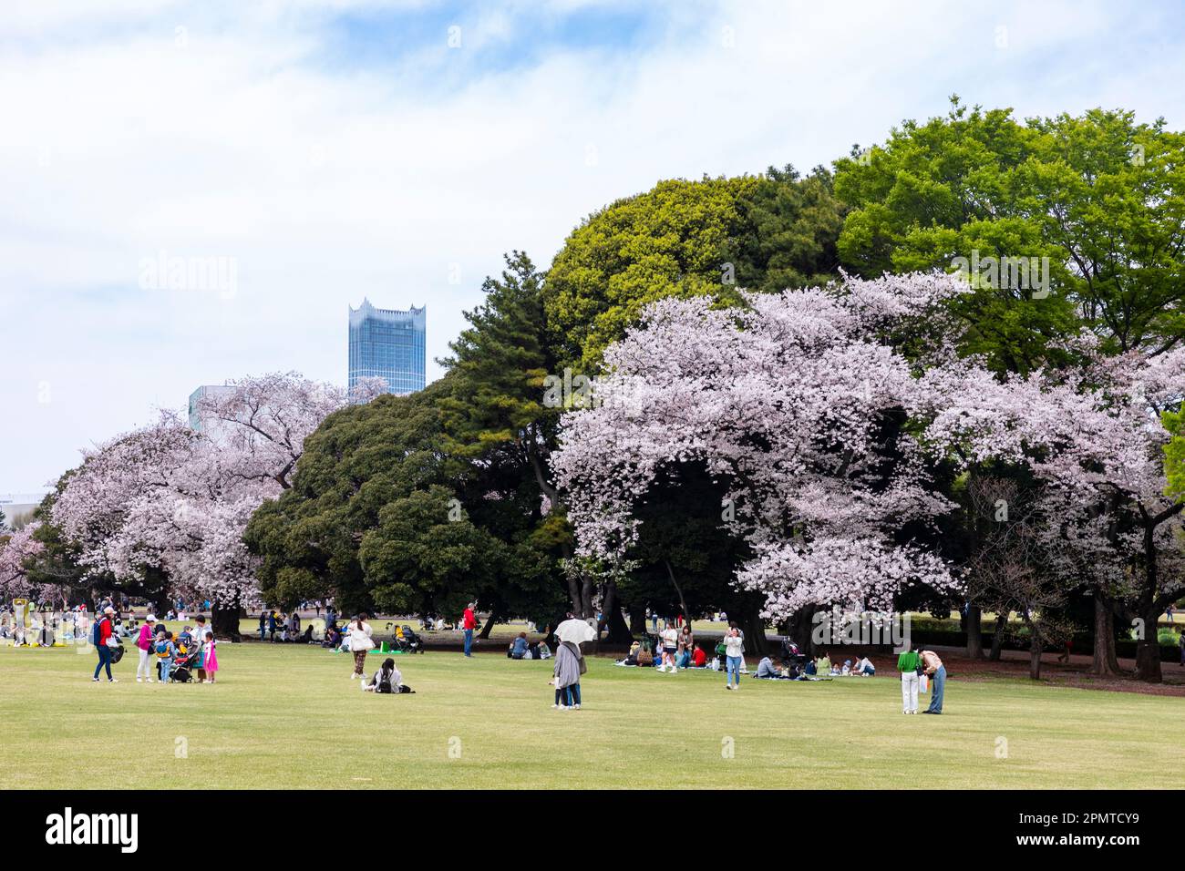 Japan sakura cherry blossom April 2023, Shinjuku Gyoen Park in Tokyo ...