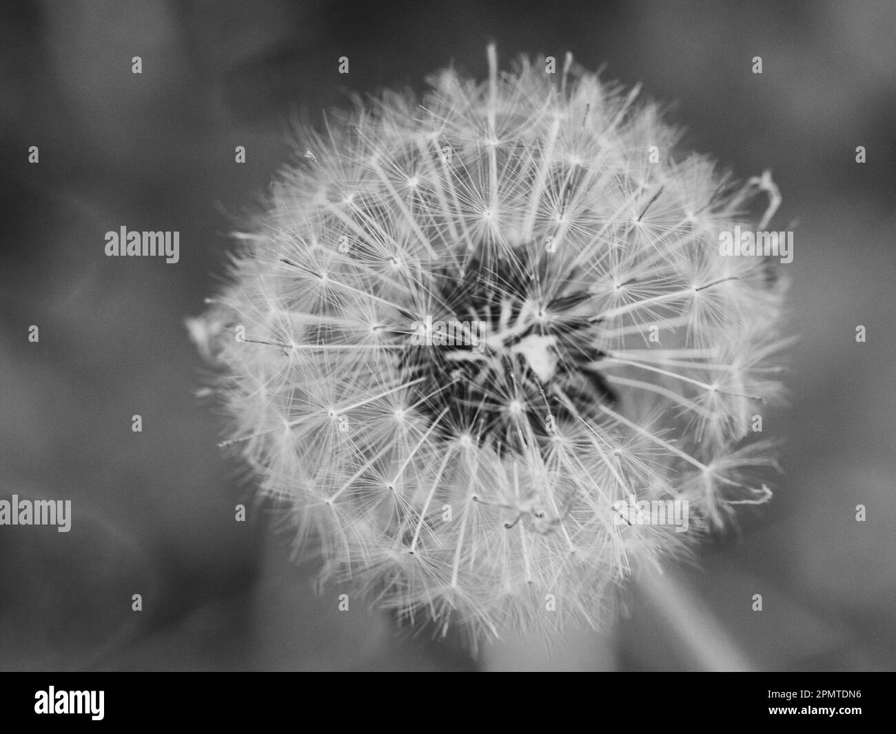 Dandelion gone to seed, fluffy white pappus with seeds attached Stock Photo