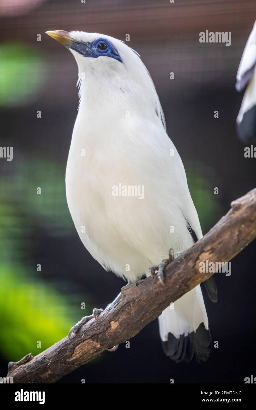 a Bali myna (Leucopsar rothschildi) stands on the tree, a medium-size  stocky myna, almost wholly white with a long, drooping crest, black tips Stock Photo