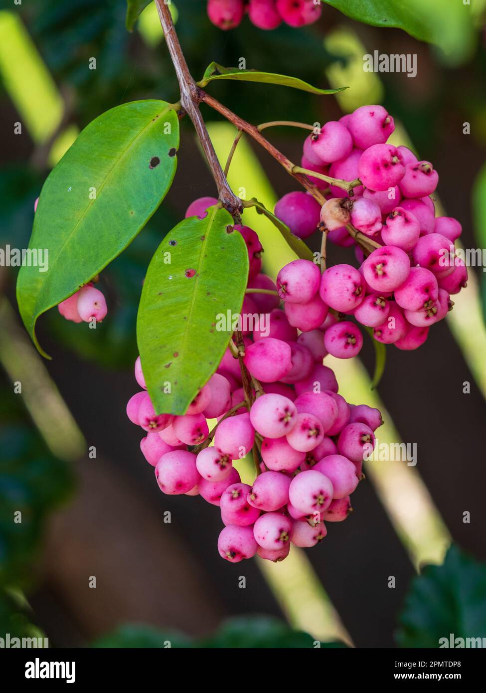 Lilly Pilly berries, Candy pink berry fruits and green leaves on the