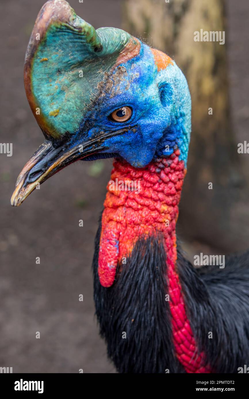 The northern cassowary (Casuarius unappendiculatus) is a large, stocky flightless bird of northern New Guinea. It is a member of the superorder Paleog Stock Photo