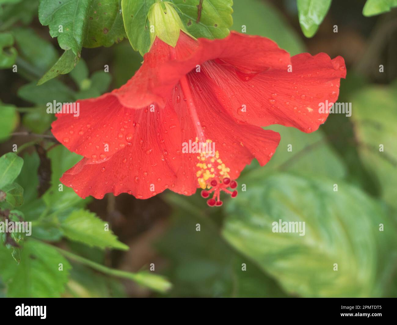 Red Hibiscus Flower in bloom Stock Photo - Alamy
