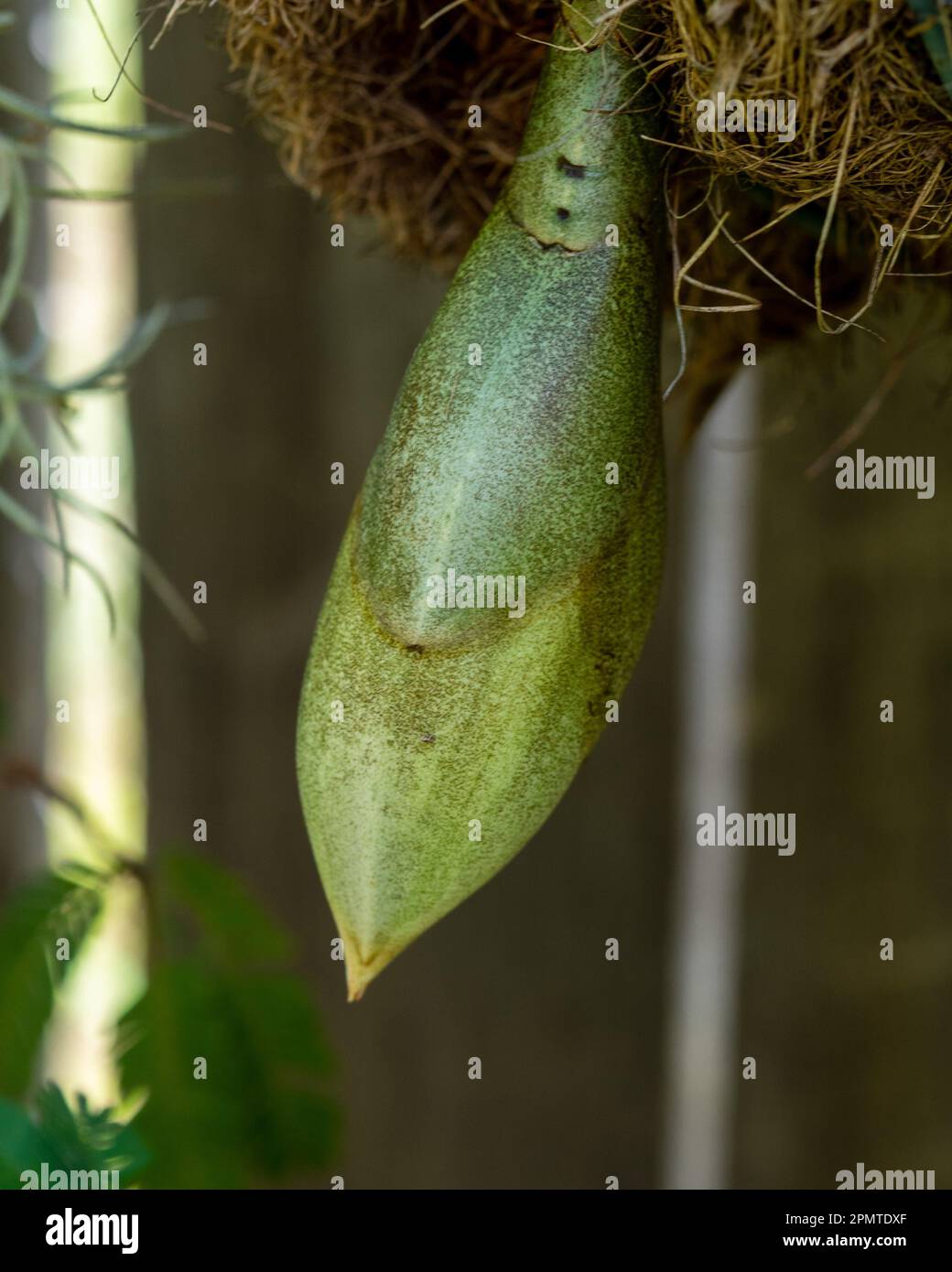 Upside down orchids hires stock photography and images Alamy