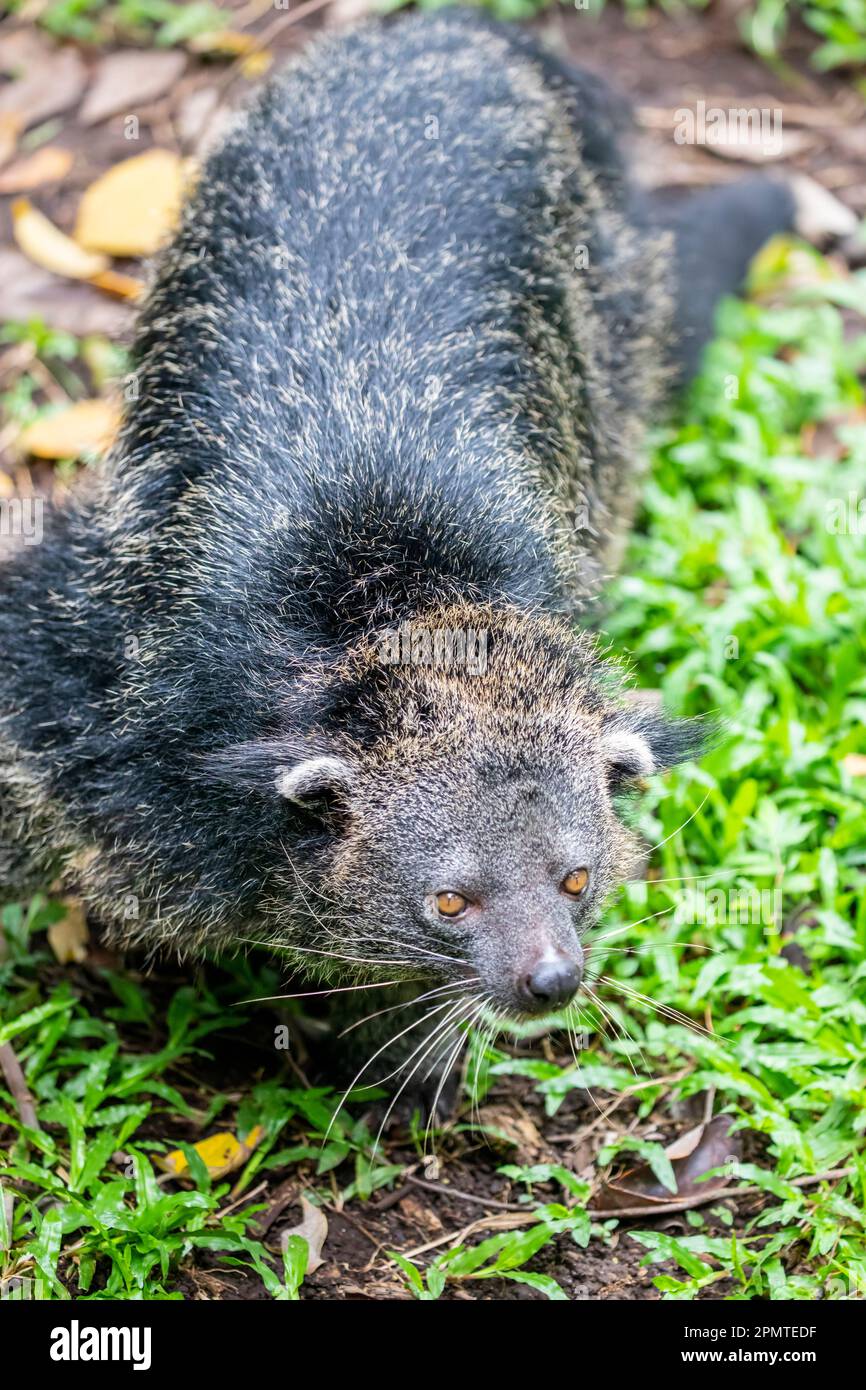 The closeup image of binturong (Arctictis binturong) is a viverrid