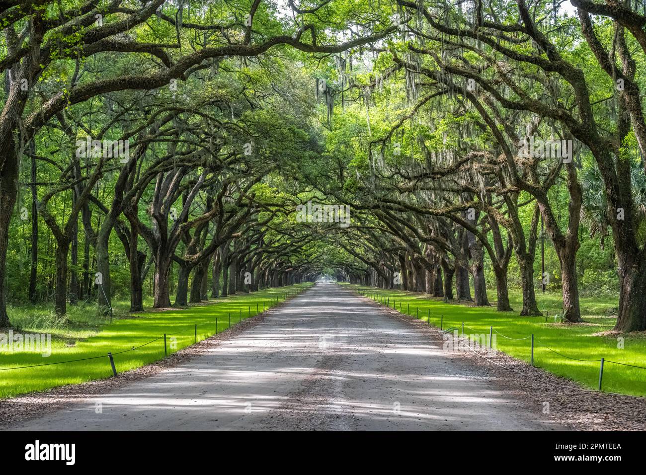 Live oak tree covered lane at the Wormsloe Plantation in Savannah, Georgia. (USA) Stock Photo