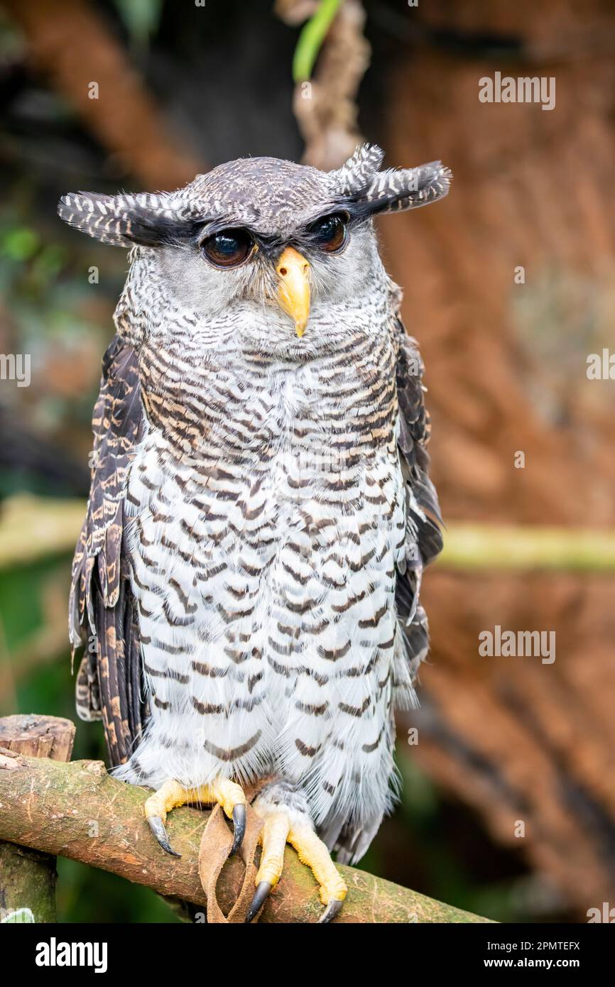 The barred eagle-owl (Bubo sumatranus) is a species of eagle owl in the family Strigidae.  It is a fairly large owl but relatively small eagle-owl. Stock Photo