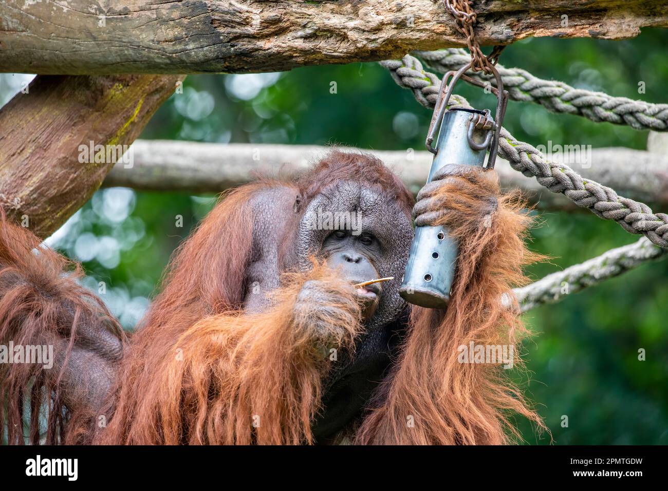 A male Bornean orangutan try to use stick to get food from a container