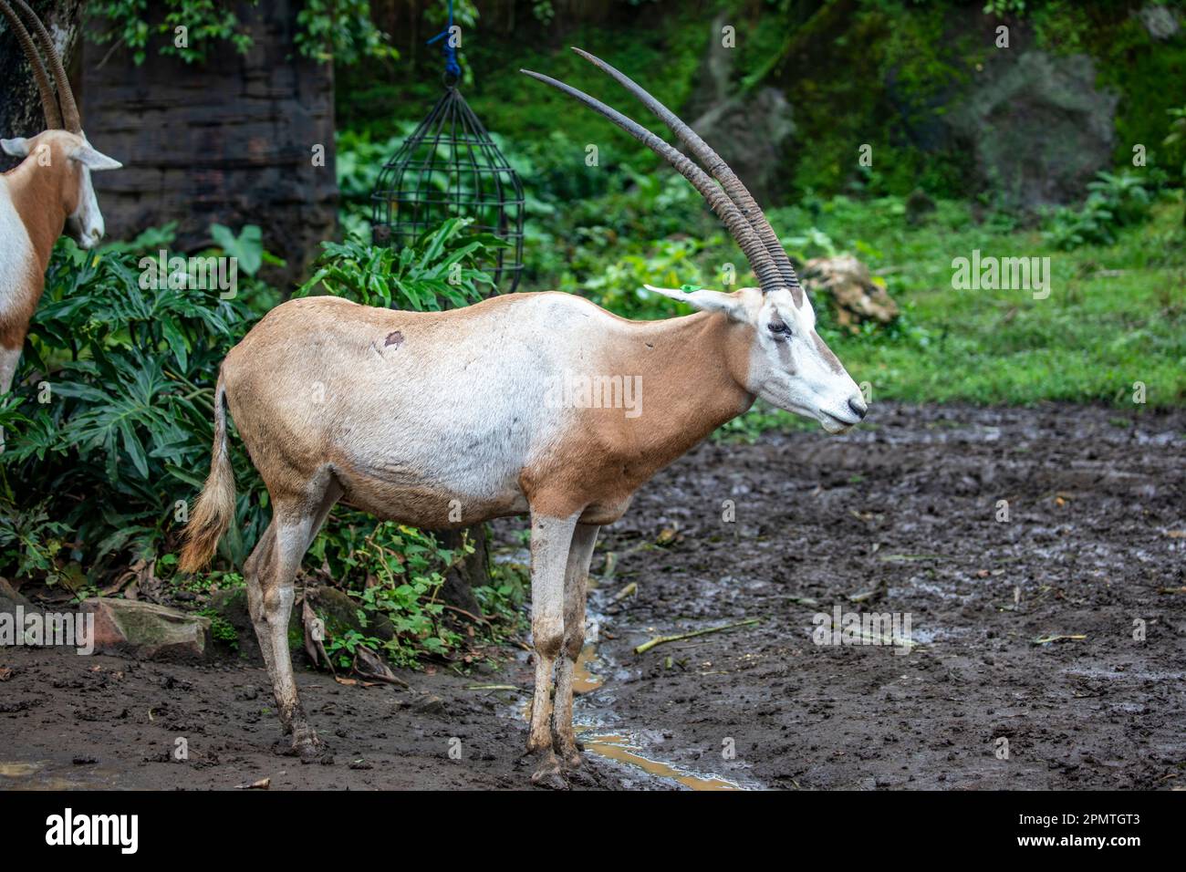 Scimitar oryx is a species of Oryx once widespread across North Africa which went extinct in the wild in 2000. It is a straight-horned antelope. Stock Photo