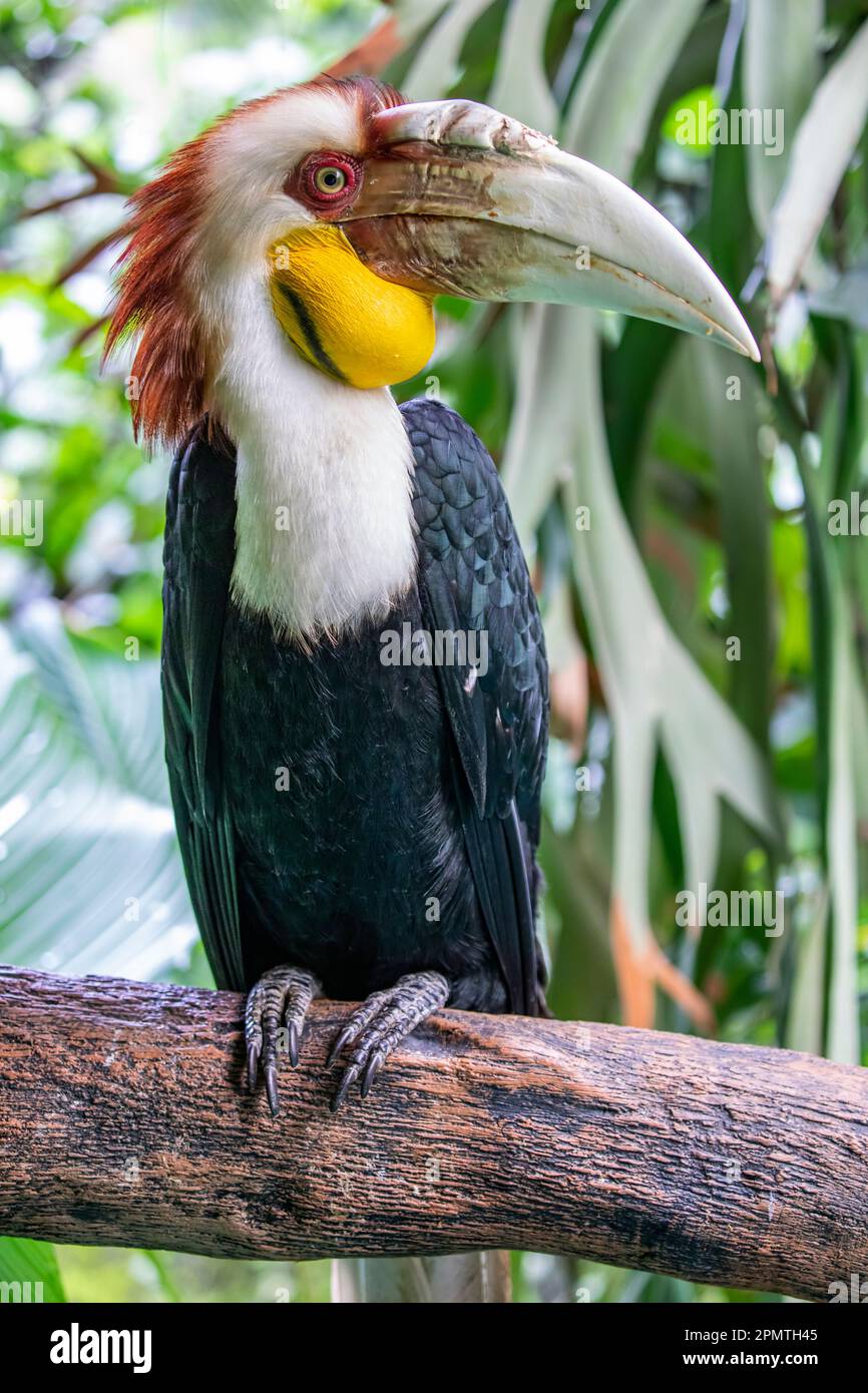 The male wreathed hornbill. It (Rhyticeros undulatus) is an Old World tropical bird of the hornbill family Bucerotidae. Stock Photo