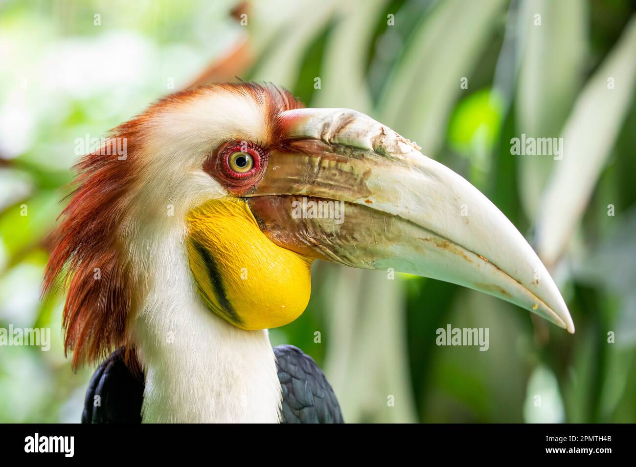 The male wreathed hornbill. It (Rhyticeros undulatus) is an Old World tropical bird of the hornbill family Bucerotidae. Stock Photo