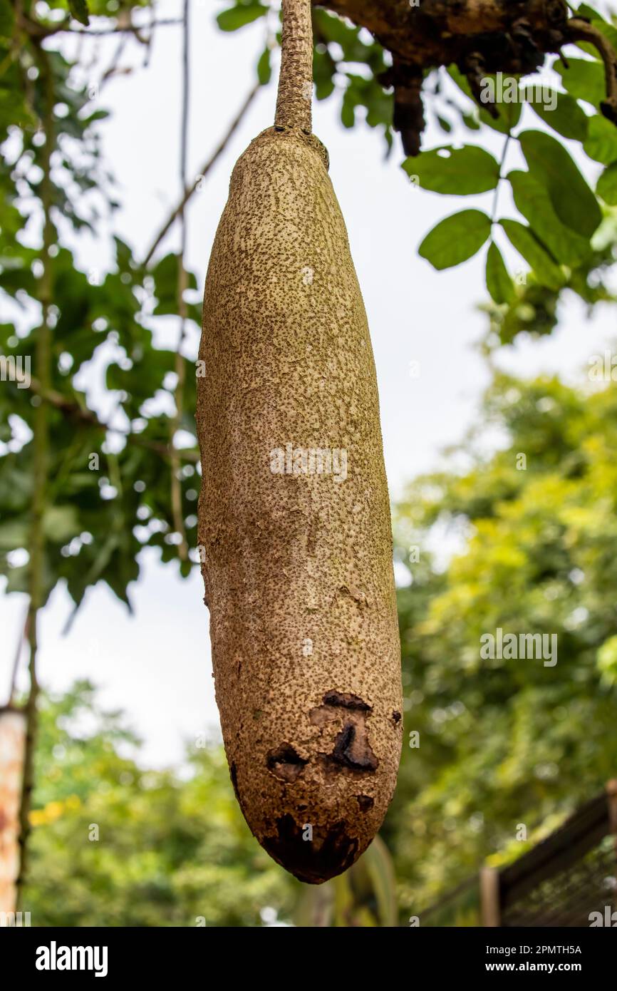 the closeup image of the fruit of sausage tree (Kigelia africana ...