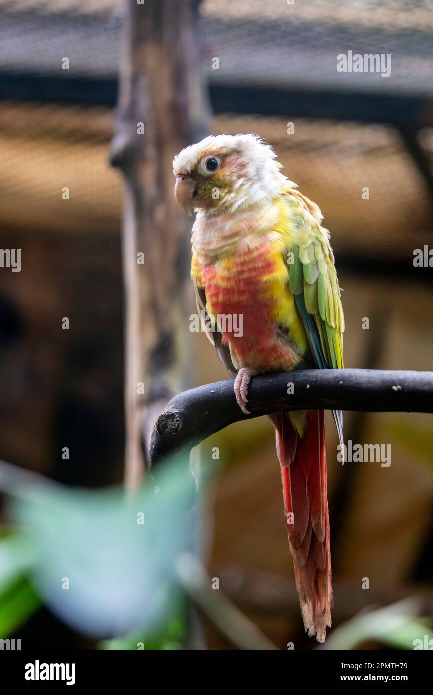 Pineapple green cheek conure ( Pyrrhura molinae ) is one of the less ...