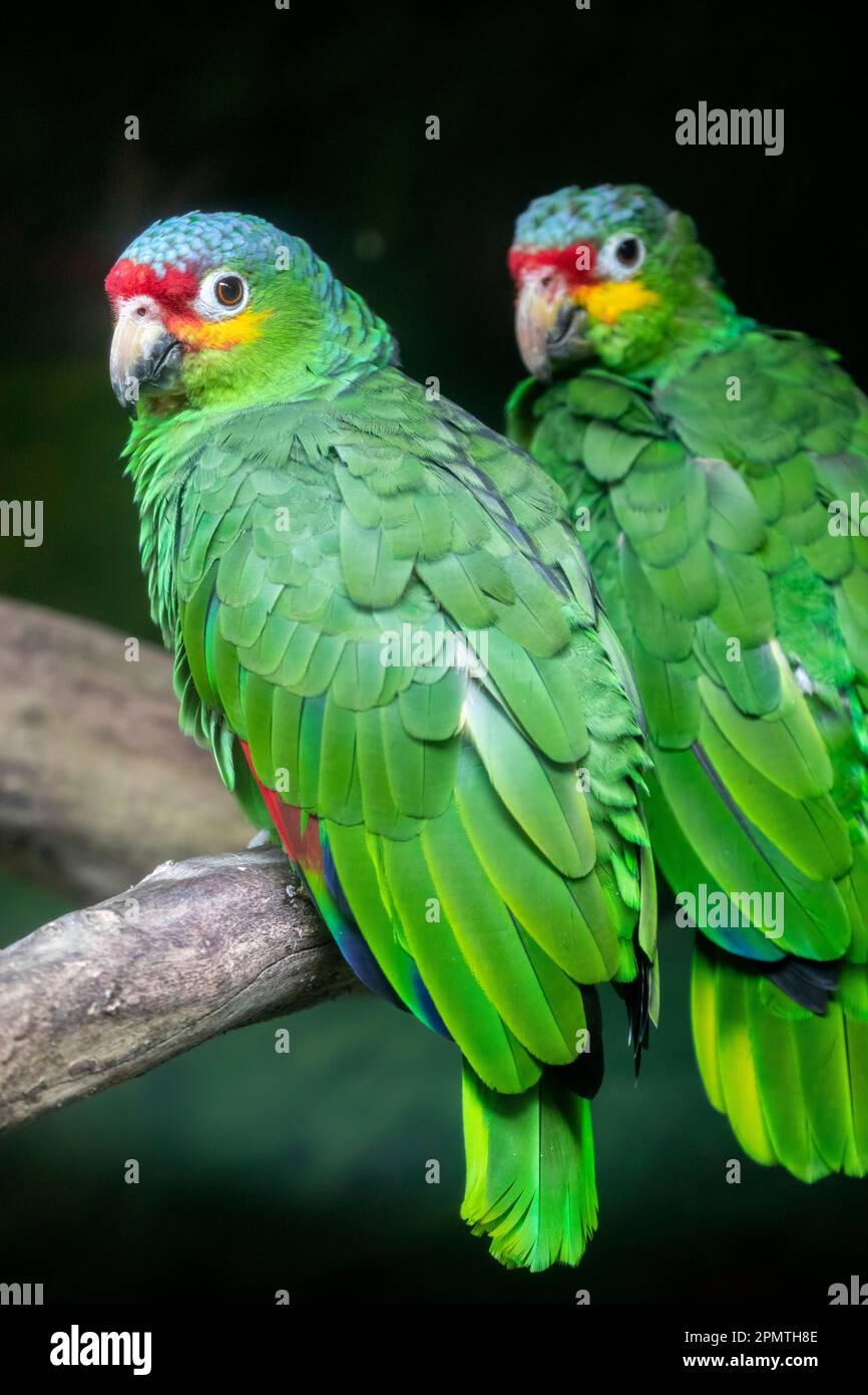 The lilacine amazon Amazona autumnalis lilacina is an amazon parrot native to Ecuador in South America. The lilacine amazon is generally smaller Stock Photo Alamy