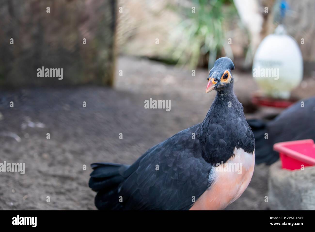 The maleo (Macrocephalon maleo) is a large megapode and is endemic to