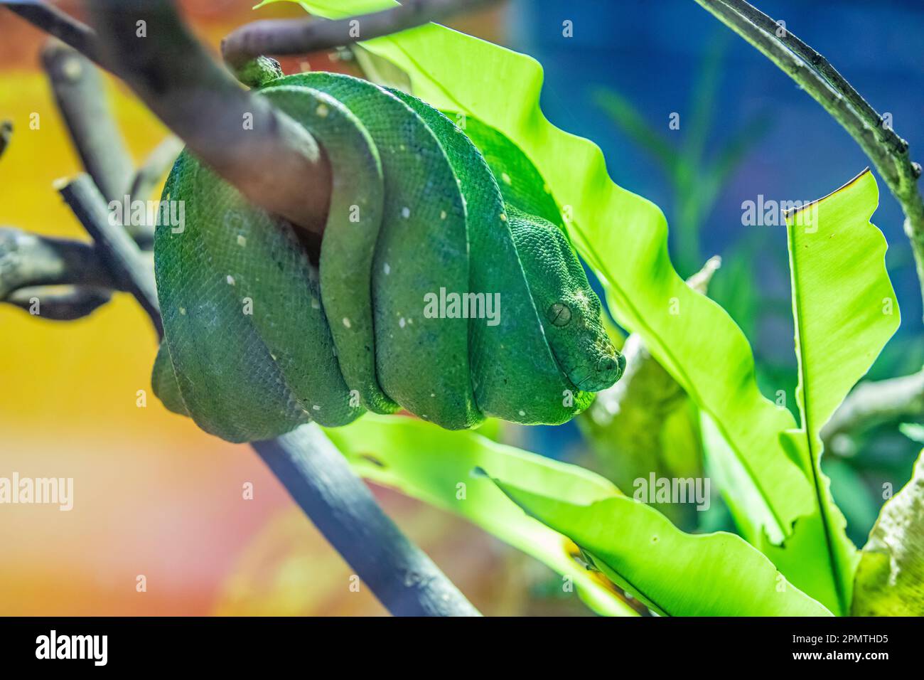 The green tree python (Morelia viridis) is a species of snake in the ...