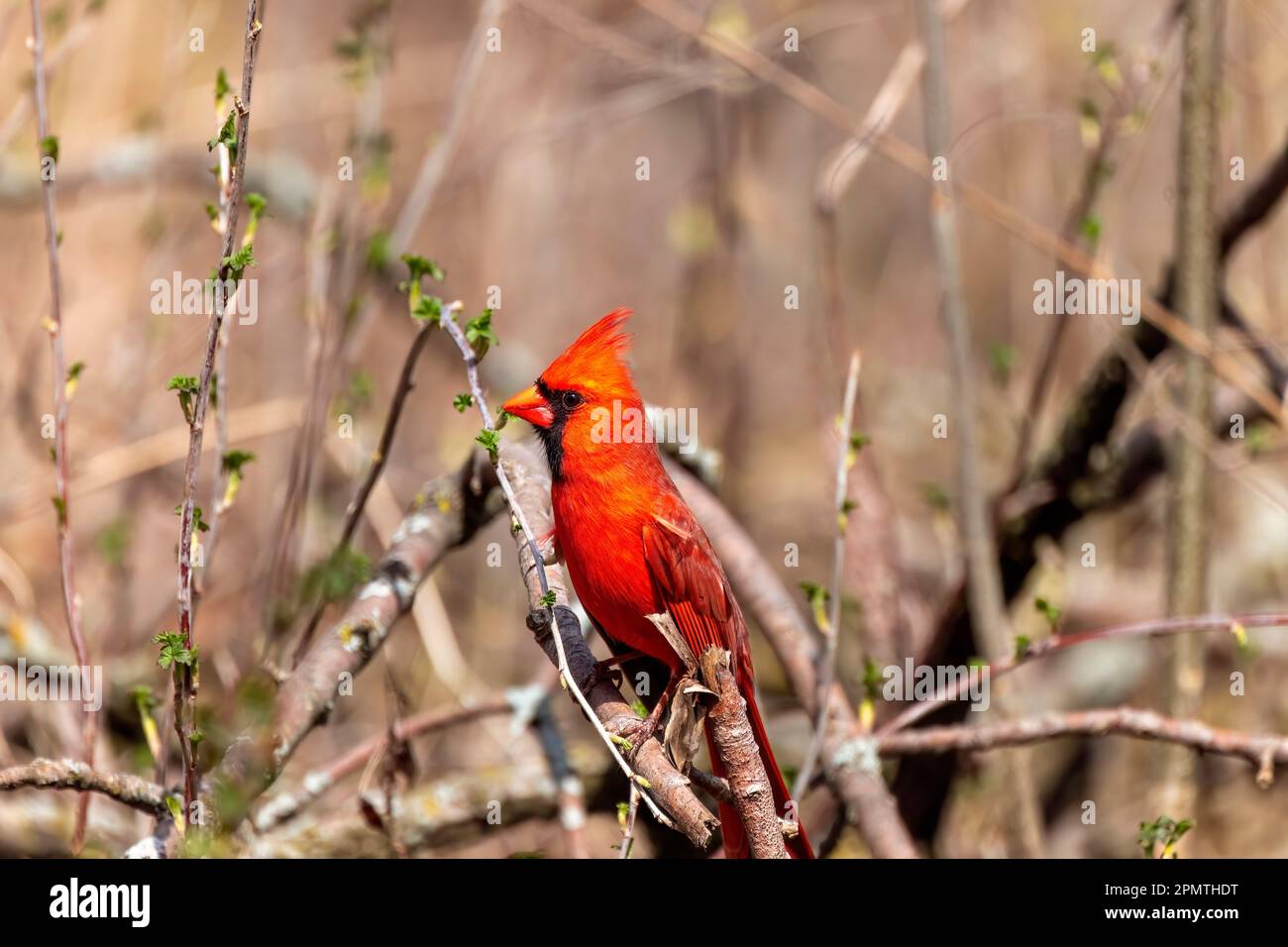 The northern cardinal (Cardinalis cardinalis). Male in spring during  bird courtship sitting on a branch tree Stock Photo