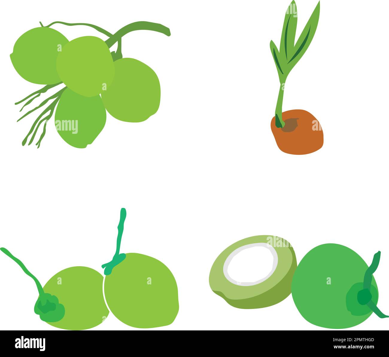 coconut fruit icon vector illustration design Stock Vector Image & Art Alamy