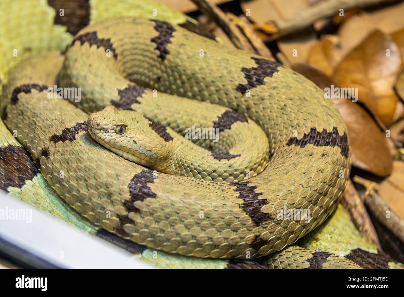 rock rattlesnake (Crotalus lepidus) is a venomous pit viper species found in the southwestern United States and northern central Mexico. Stock Photo