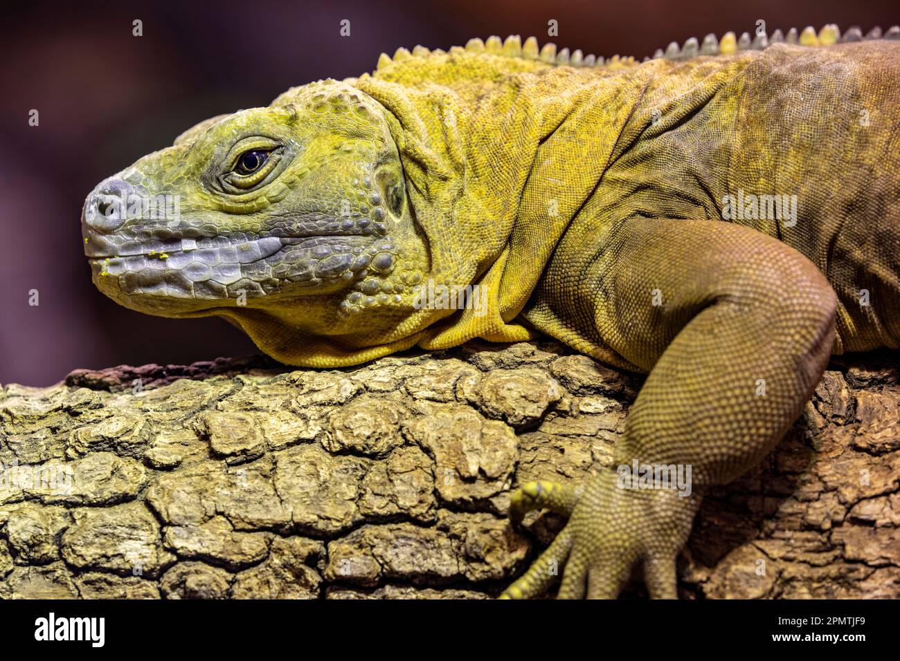 The Jamaican iguana (Cyclura collei)  is a large species of lizard in the family Iguanidae. The species is endemic to Jamaica. Critically endangered, Stock Photo