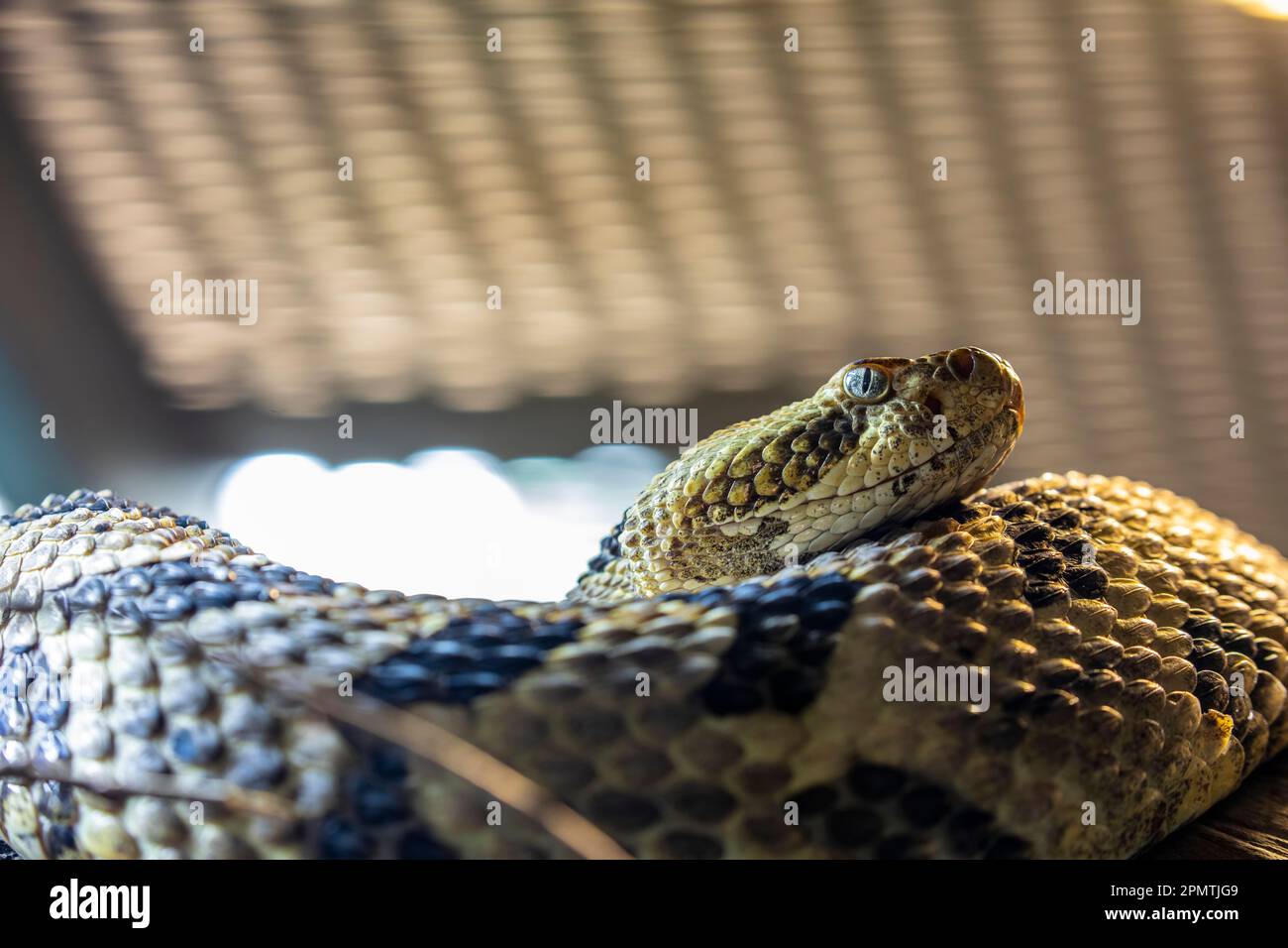 Timber rattlesnake (Crotalus horridus) is a species of pit viper endemic to eastern North America.  it is venomous, with a very toxic bite. Stock Photo